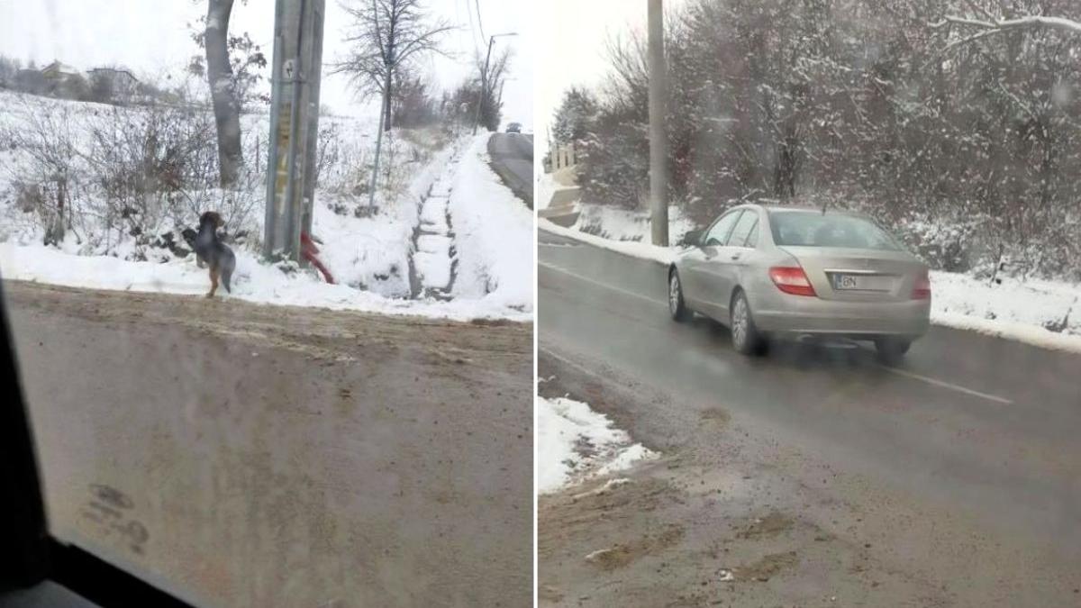 caine abandonat frig profesoara limba romana bistrita