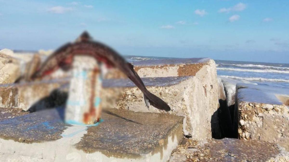 cadavru rechin decapitat mamaia