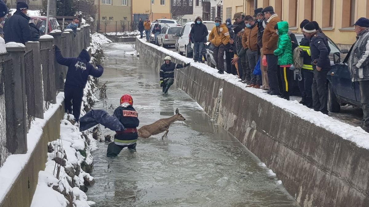 caprioara salvata apa inghetata campeni alba