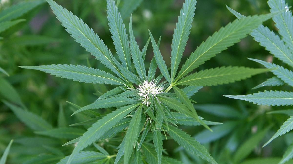 diicot canepa produse cbd concentratia thc drog ilegale