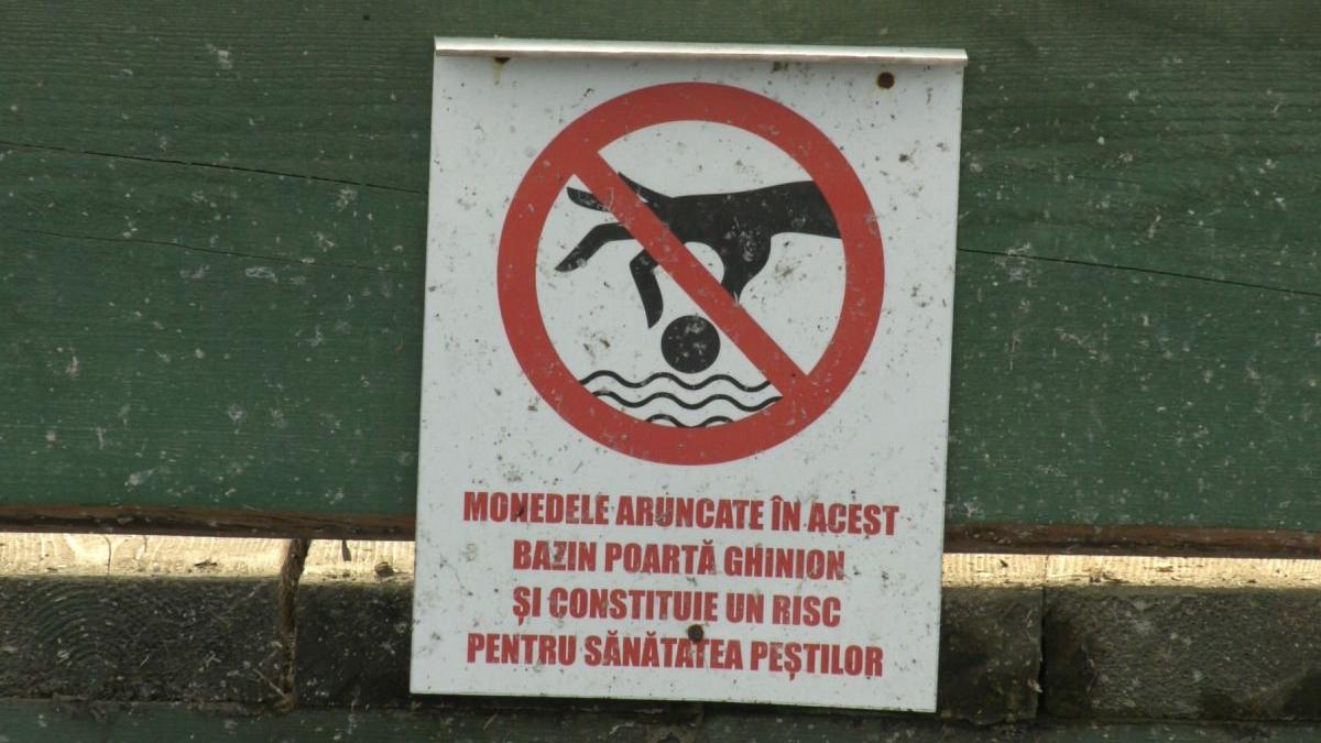 pesti delfinariu constanta oameni arunca monede bazin noroc