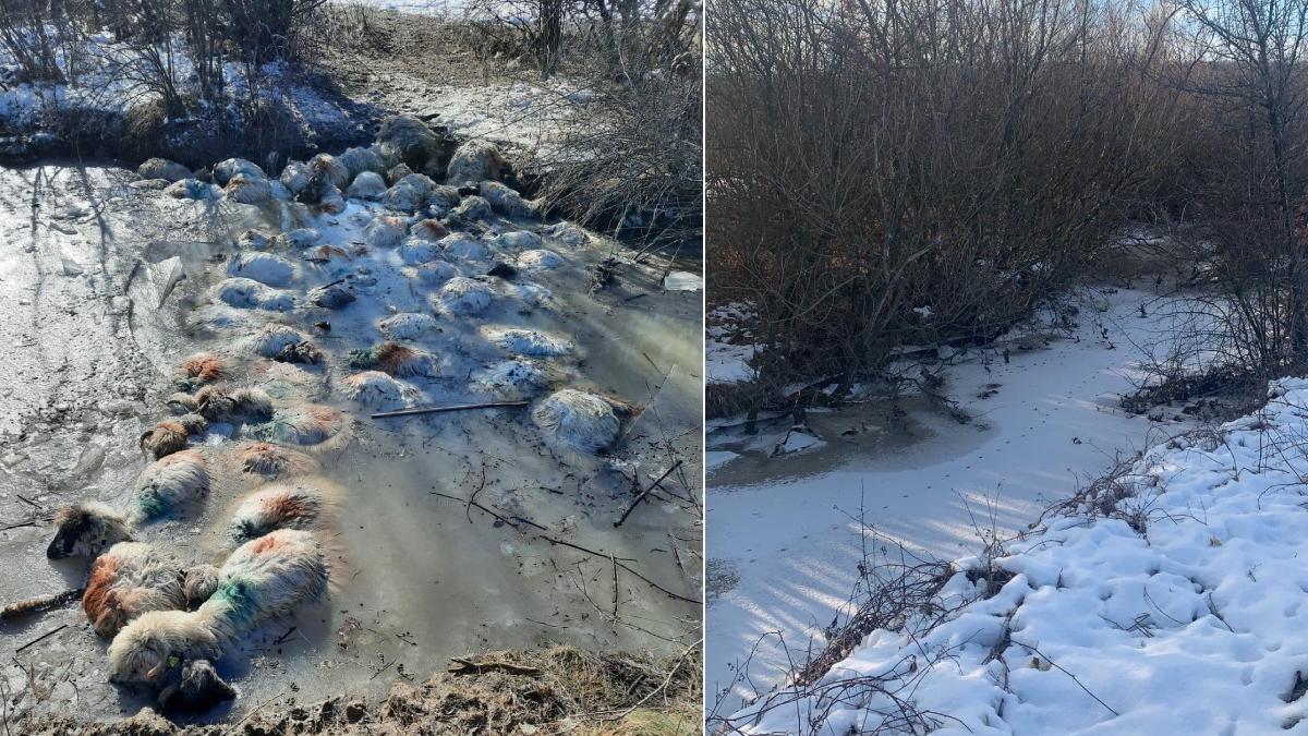 cioban disparut olt cautat parau oi moarte apa inghetata