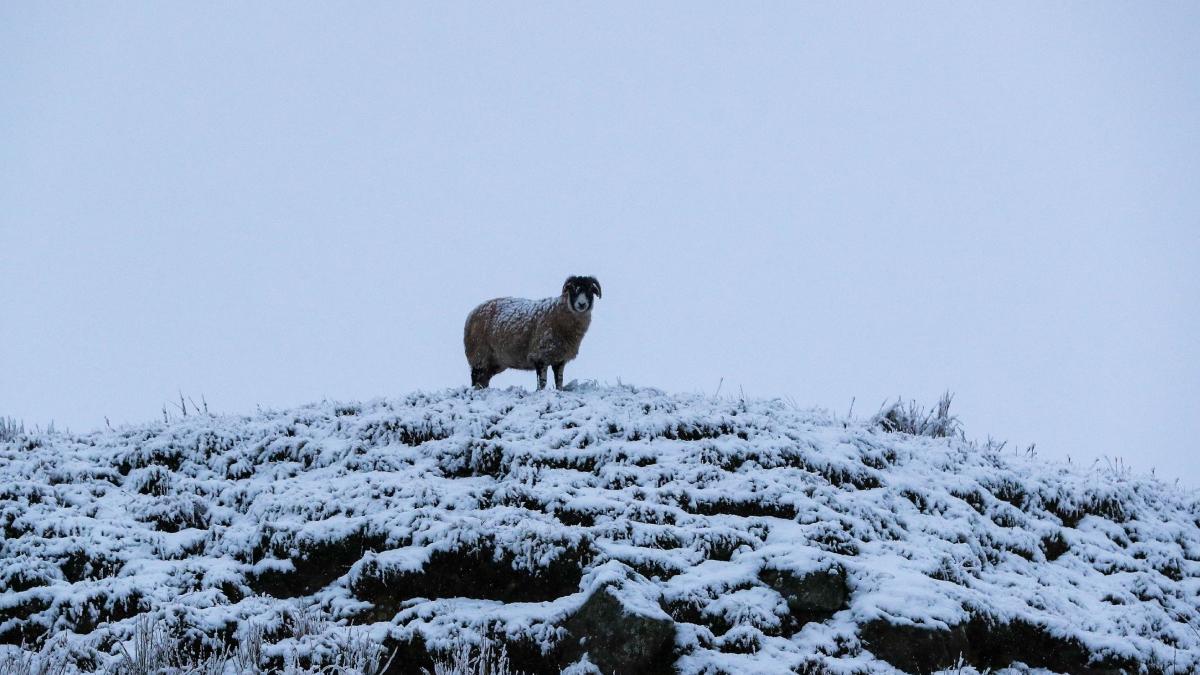 cioban cautat parau olt gasit teafar a abandonat oile