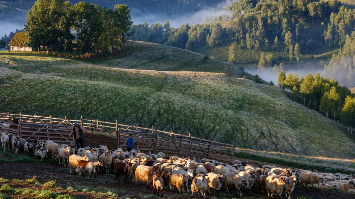 eroul zilei fotograf jeno major