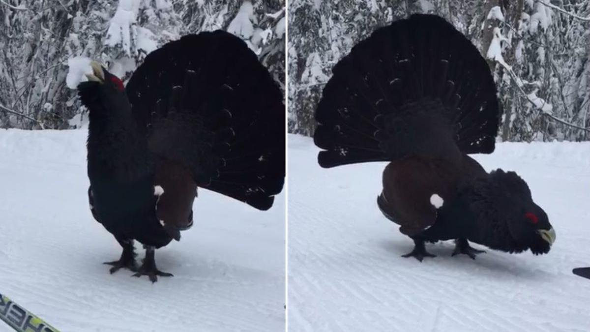 imagini cocos de munte turista schia muntii piatra craiului