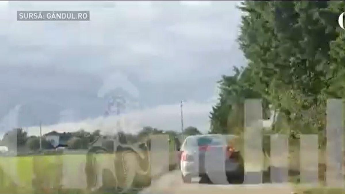 tentativa jaf dambovita