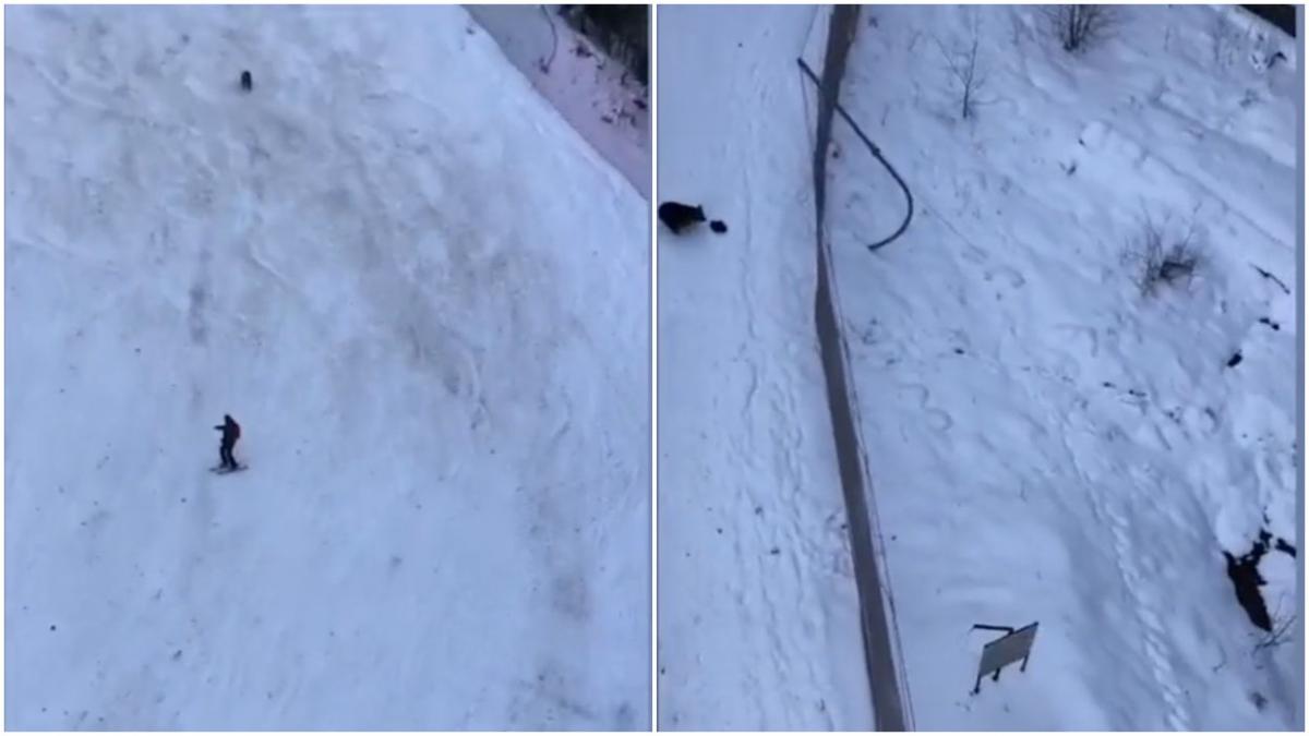 schior tanar partie predeal