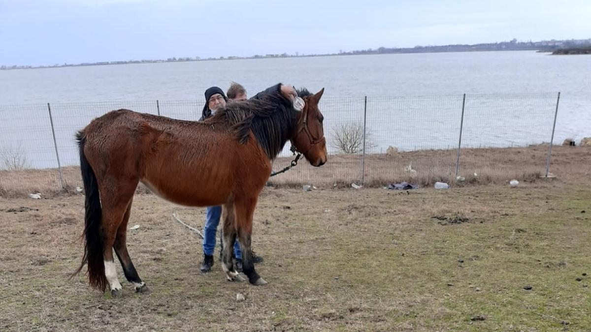 cain chinuiti camp techirghiol procuror diicot