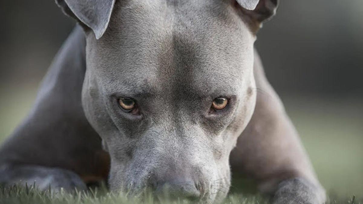 pitbull agresiv atacat caine talie mica bucuresti