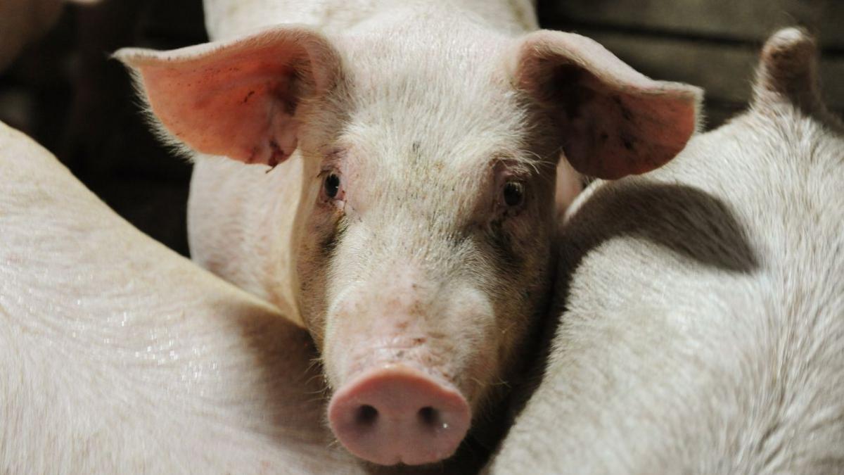 porc evadat remorca trafic salvat politia sebes