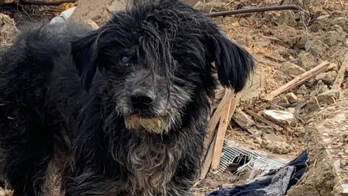 caine credincios suceava asociatie