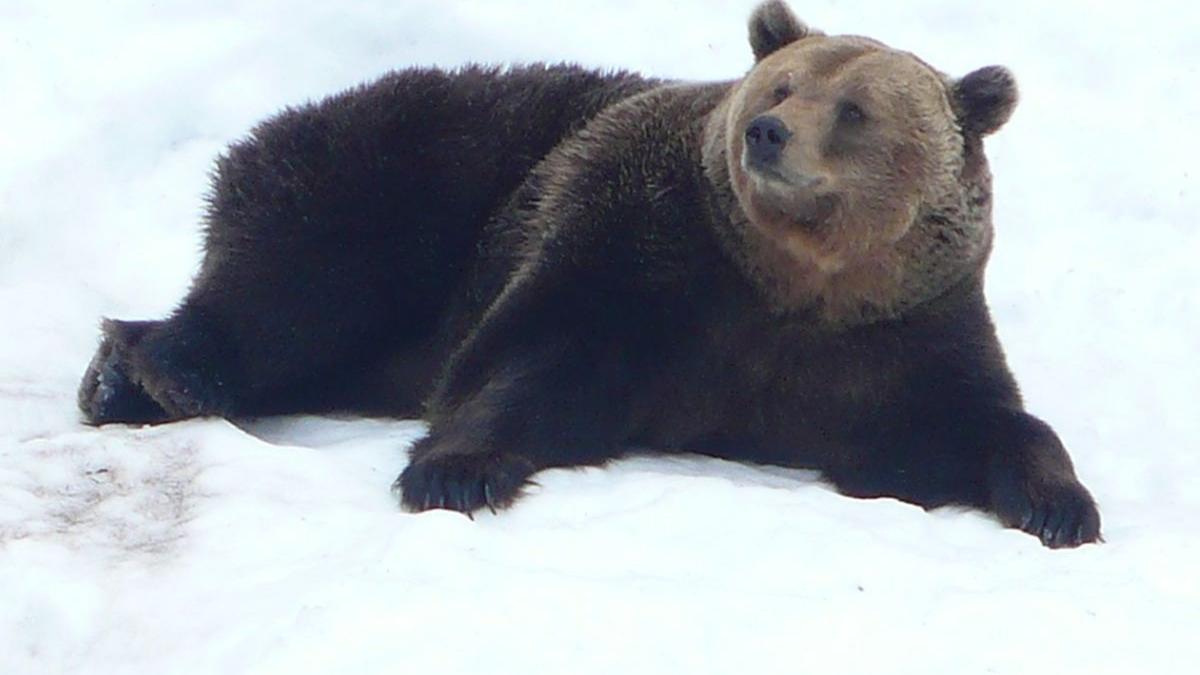 urs zapada parcul natural putna vrancea
