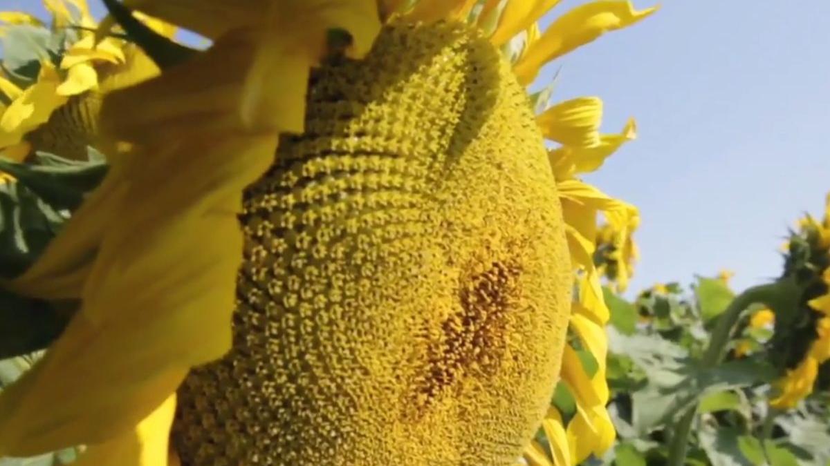 floarea soarelui cultura erbicid liviu chira