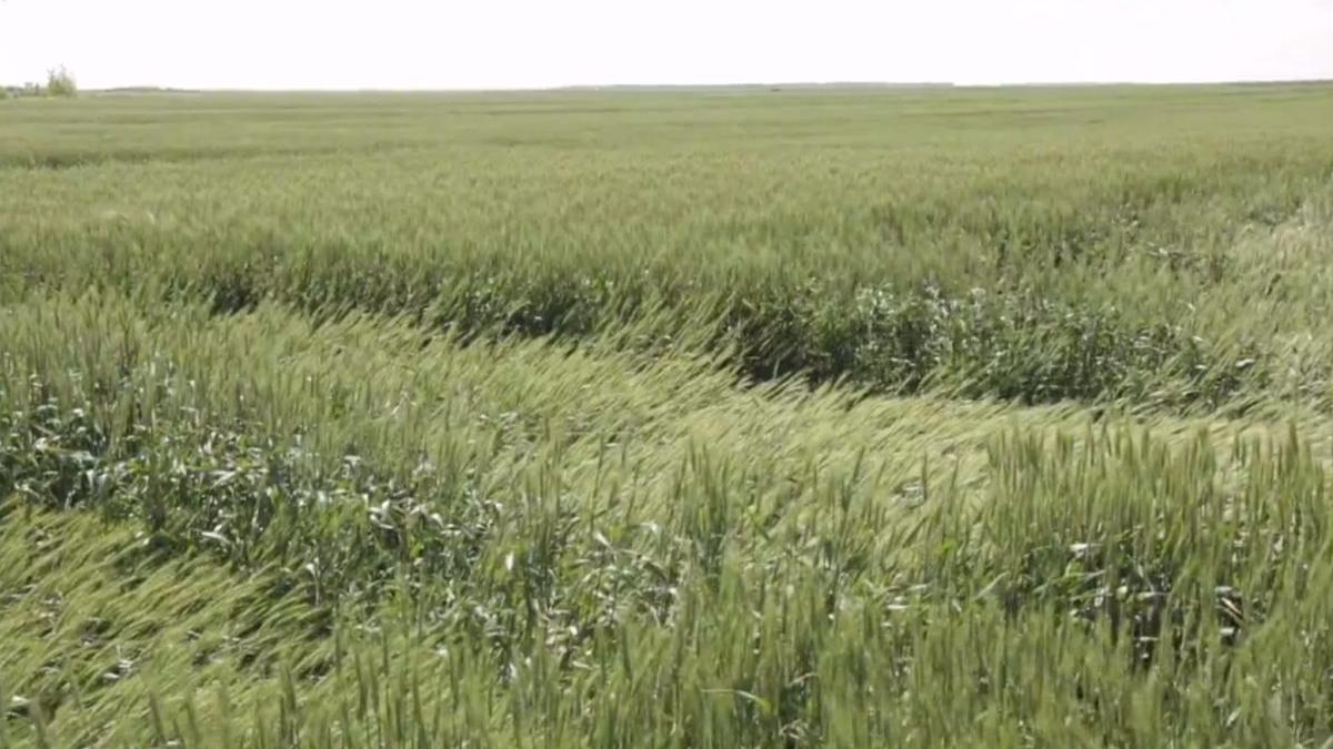 solutii fermieri romani tratament cereale profit