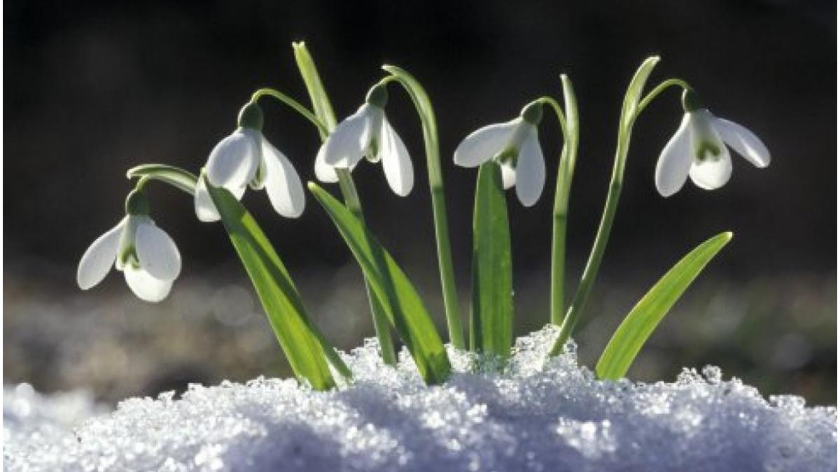meteo 4 saptamani martisor
