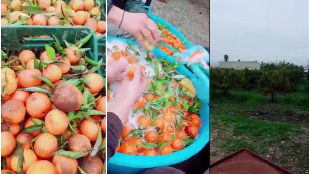 mandarine sampon vase romani italia