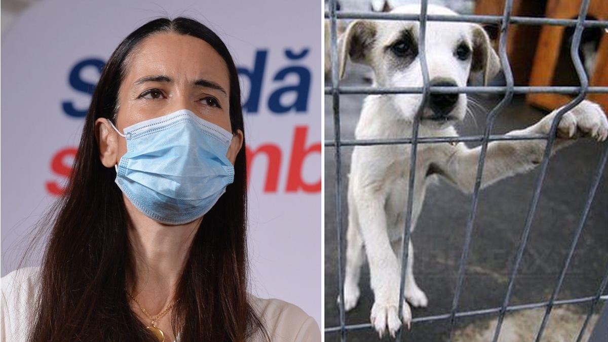 clotilde armand nicusor dan romprest caini adapost odai