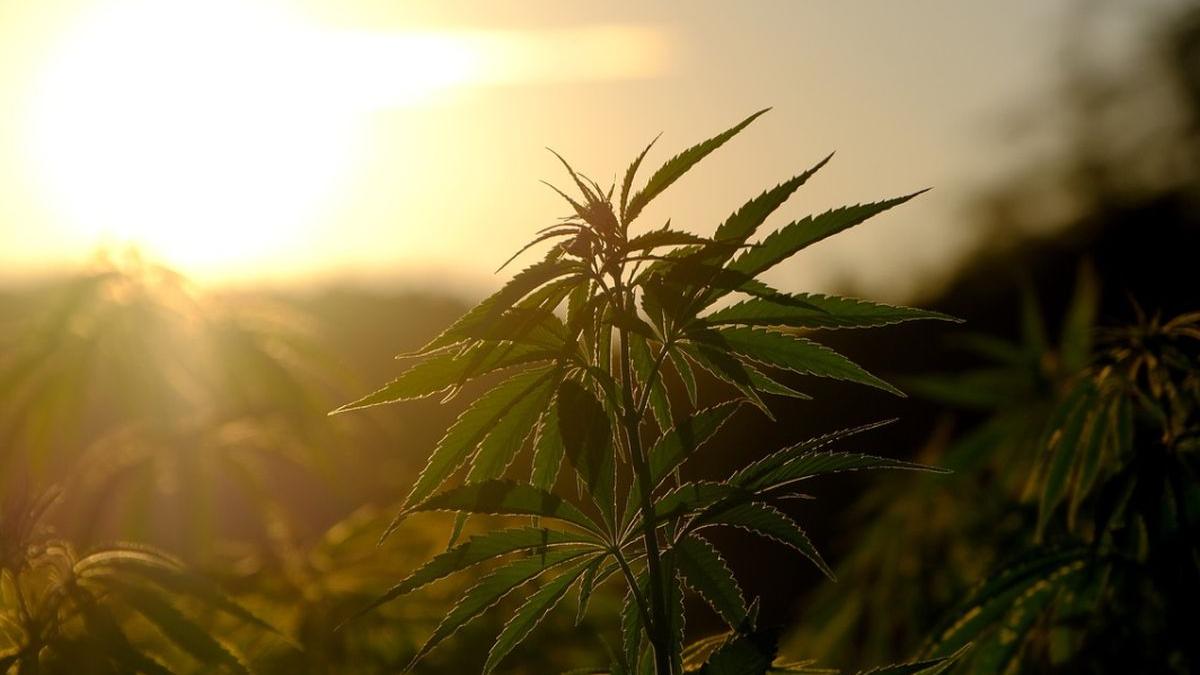 canabis tratament covid 19 austria