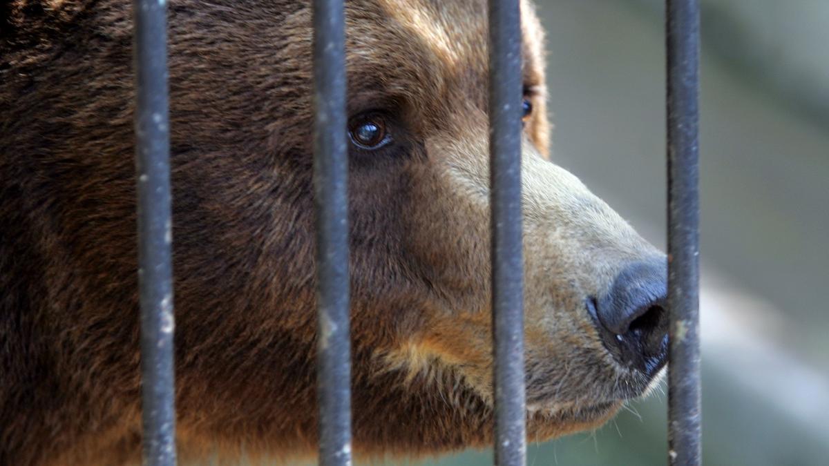 gradina zoologica de la piatra neamt se inchide