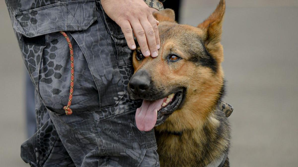 Câini dresaţi să detecteze persoanele infectate cu virusul SARS-Cov-2
