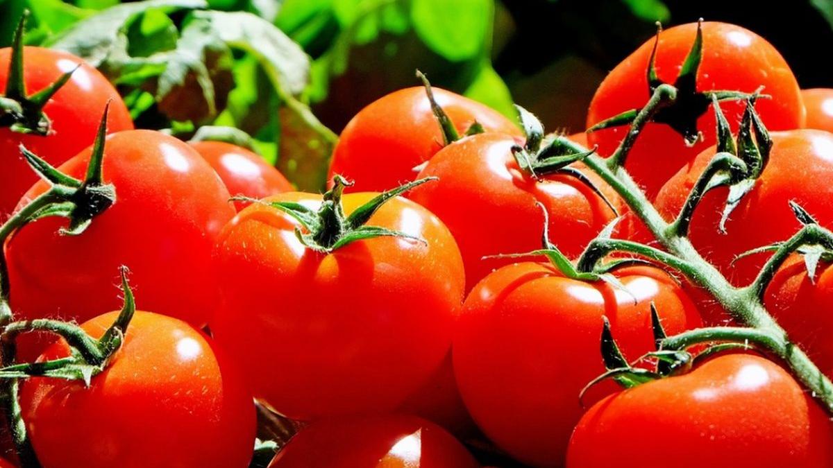 rosii crude coapte mihaela bilic