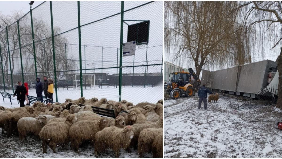 tir oi alba gard scoala accident