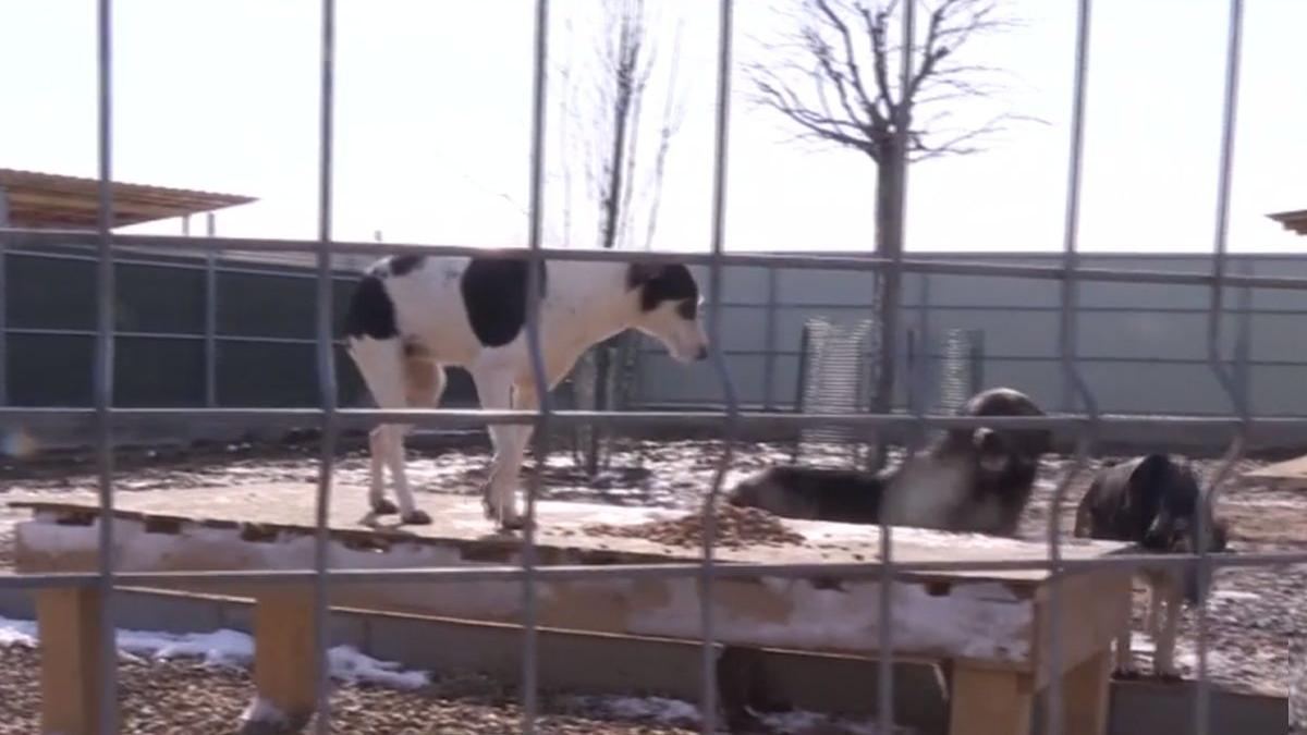 adapost caini sat ialomita