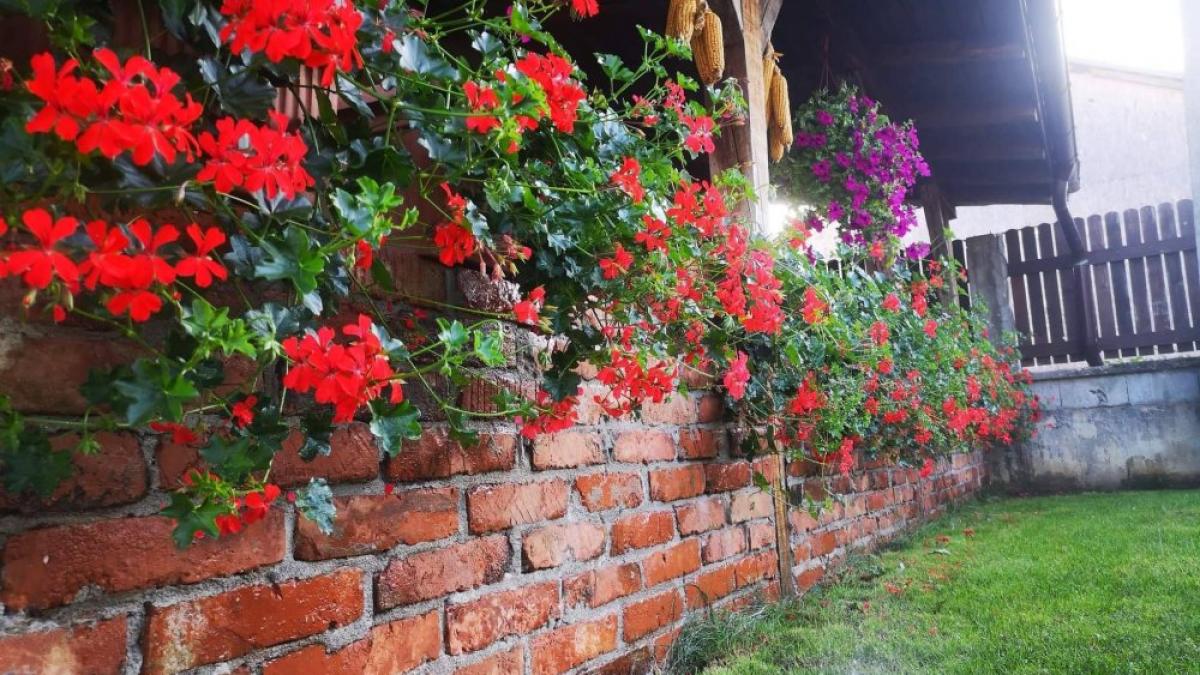 creeaza propria sera cu flori la tine acasa