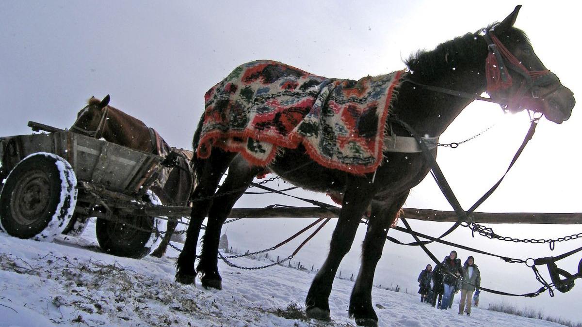 marian dragomir braila confiscare masini carute gunoi