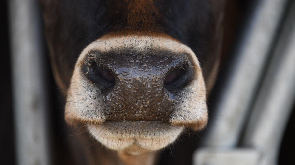 vaca sala de asteptare spital san rafael