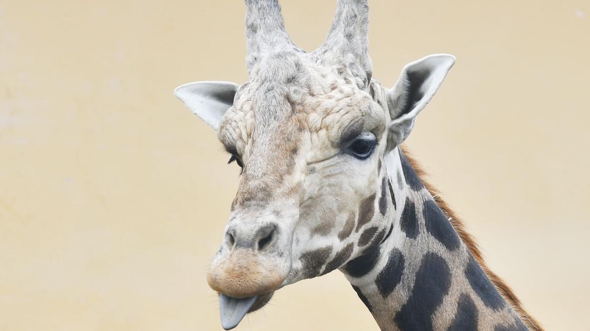 a murit singura girafa din tara