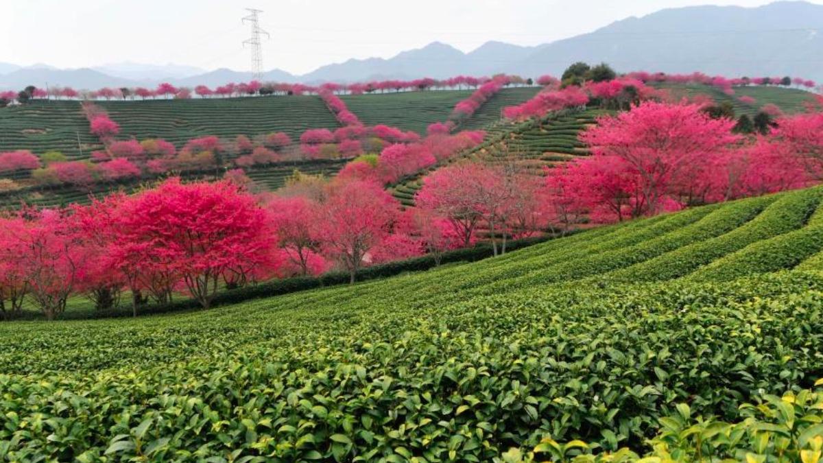 sudul chinei au inflorit ciresii