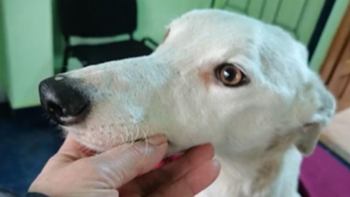 eroul zilei daniela popovici mariuta protectia animalelor