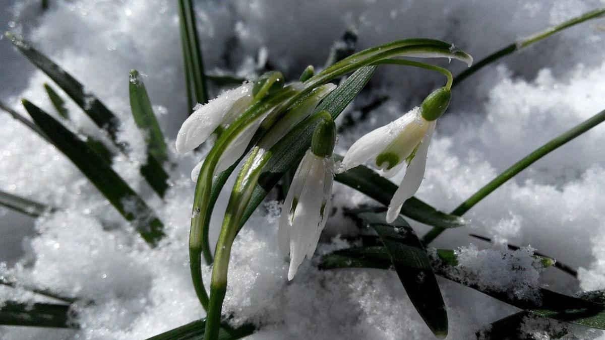 vremea prognoza meteo ninsoare