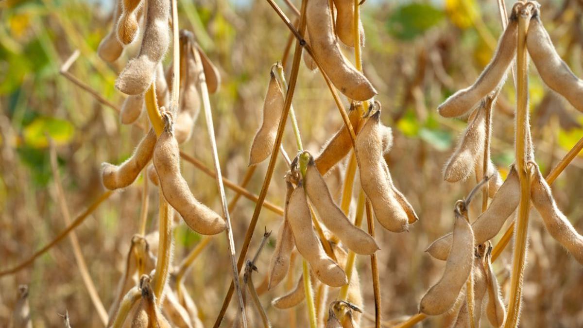 cultura de soia cum alegi seminte cum pregatesti solul pentru cultivare