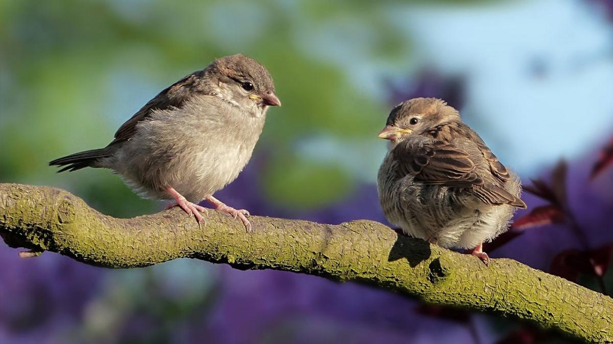 prognoza meteo 22 februarie 7 martie 2021