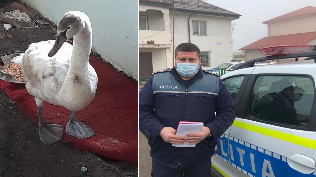 doua lebede salvate politisti iasi ar fi murit de frig