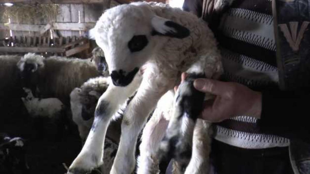 miel cinci picioare ferma suceava