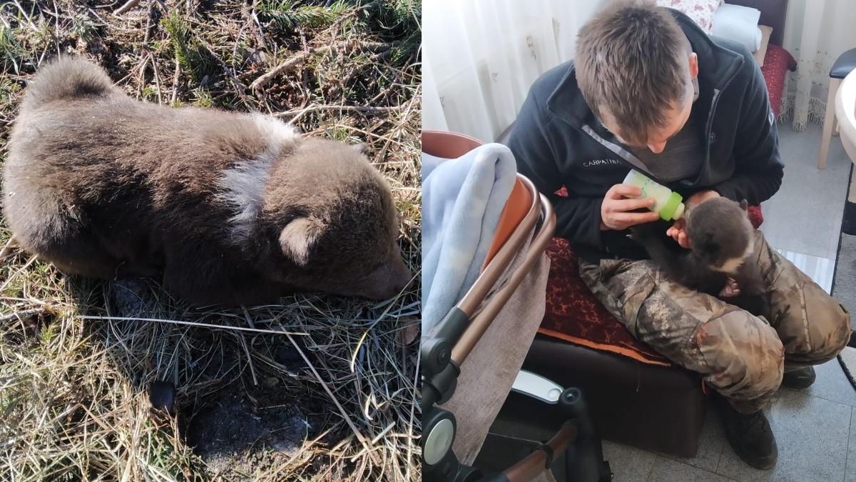 pui de urs nou nascut salvat exploatare forestiera hranit biberonul