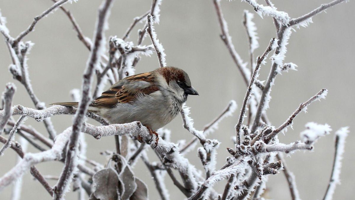 vremea 24 februarie 2021