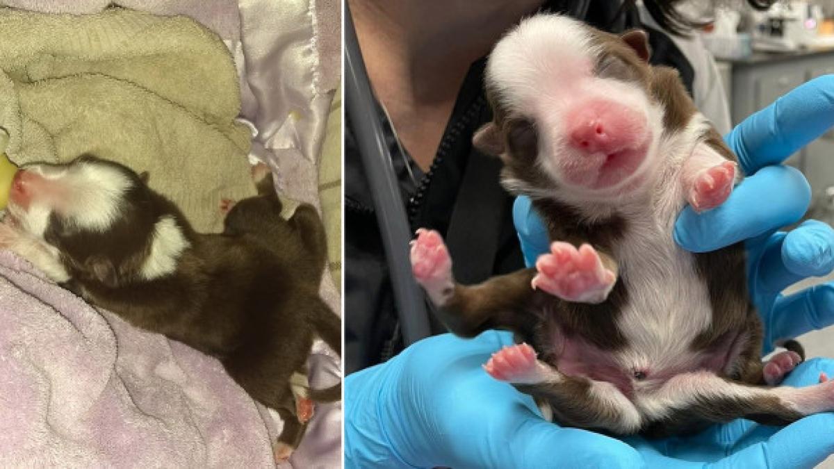 catel skipper miracol sua