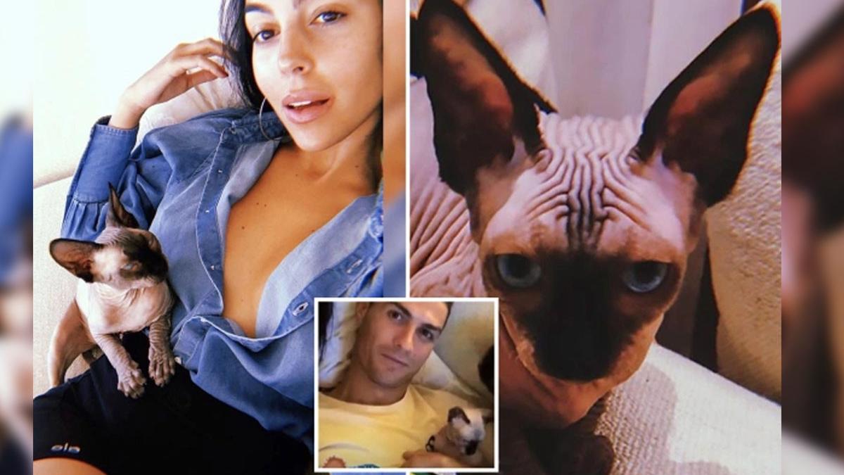 pisica pepe cristiano rolando avion privat spania