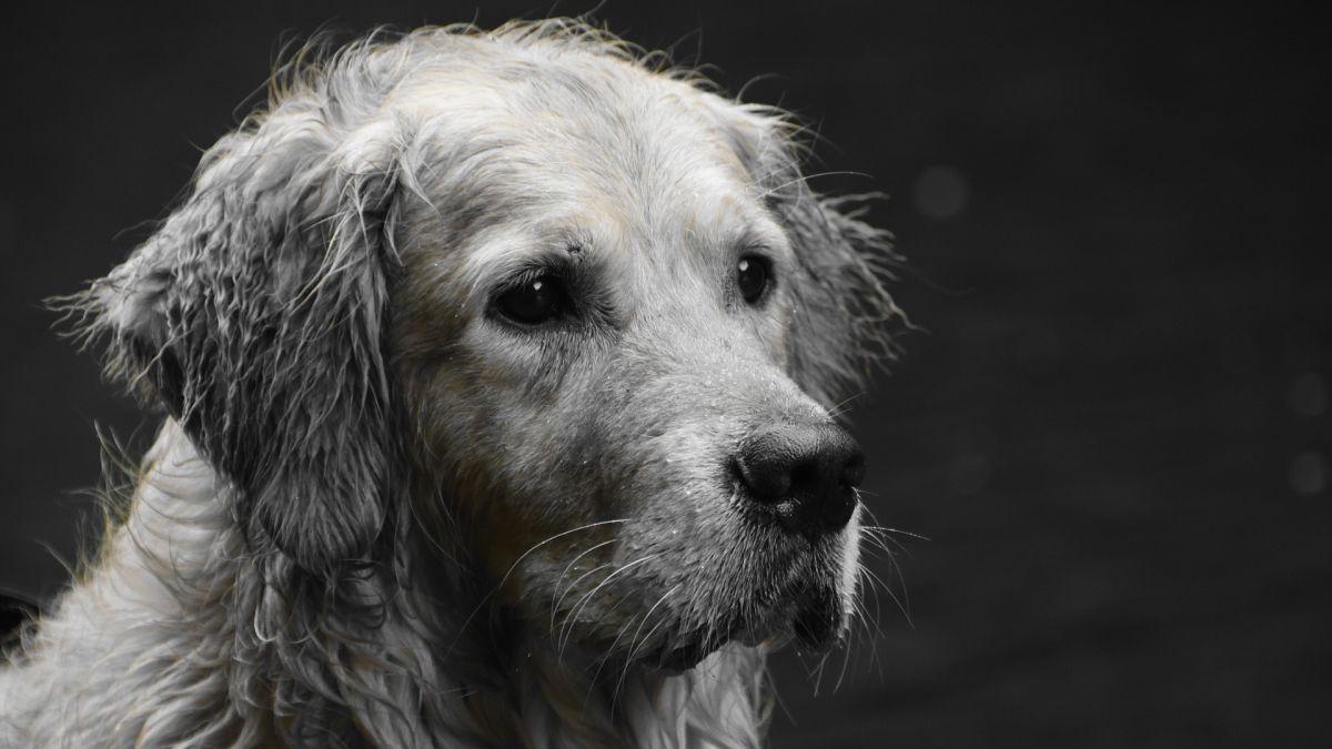 politia animalelor animale inchisoare