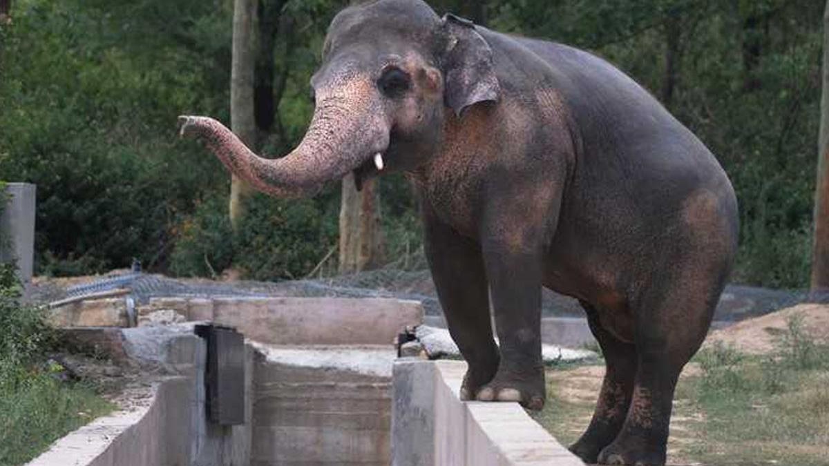 ingrijitor gradina zoologica ucis trompa elefant
