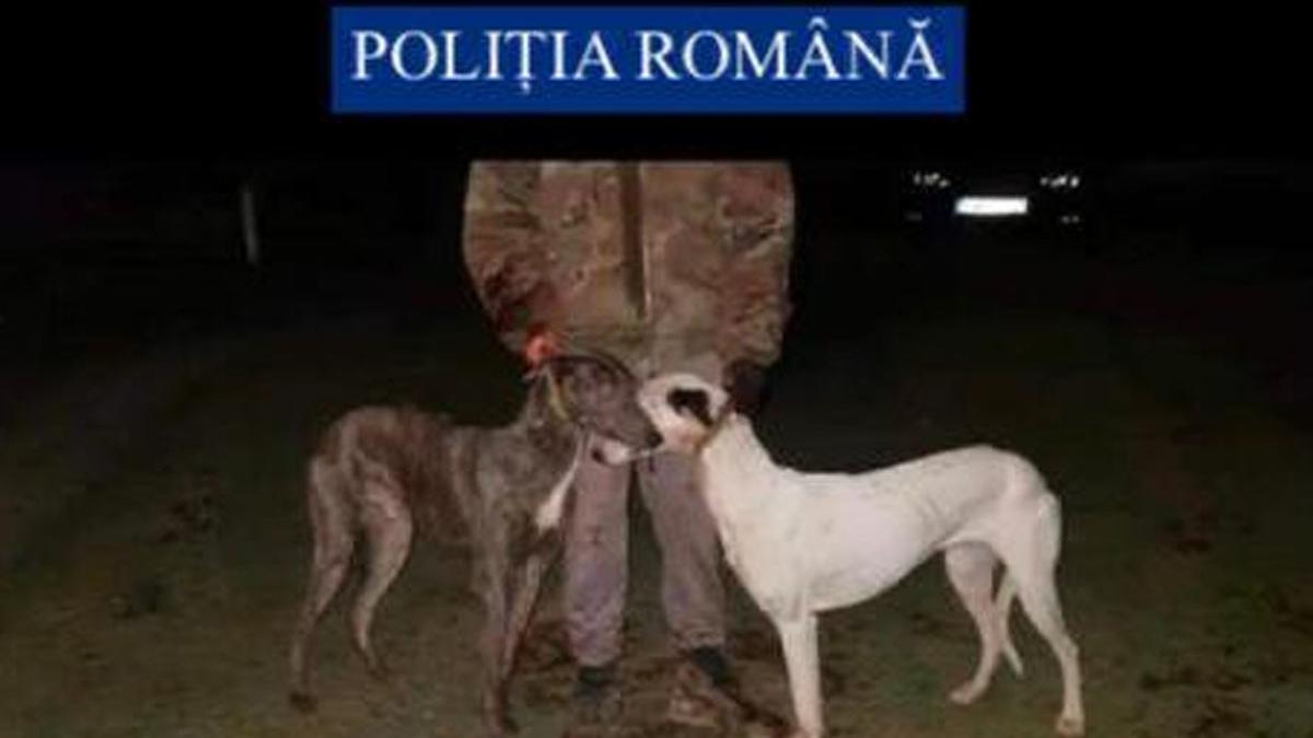animale dresaj ilegal braconaj arad