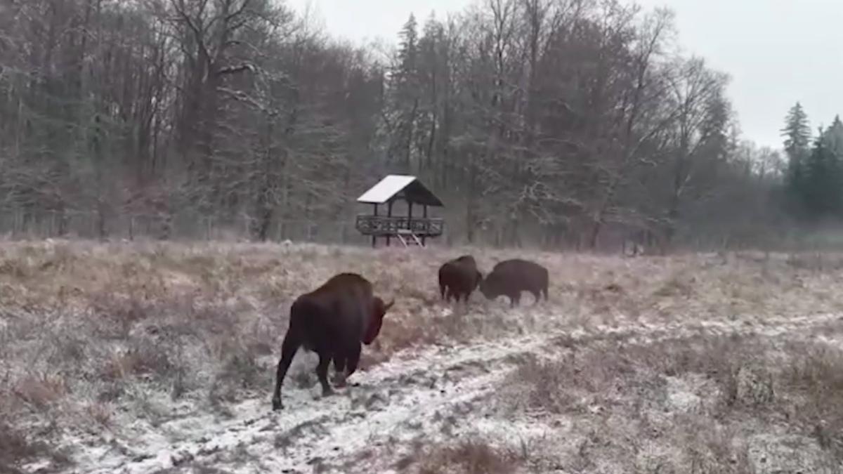 lupta doi zimbri parcul natural vanatori neamt al treilea mascul ii desparte