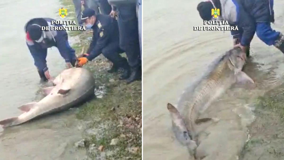 sturion morun 140 kilograme caruta isaccea tulcea