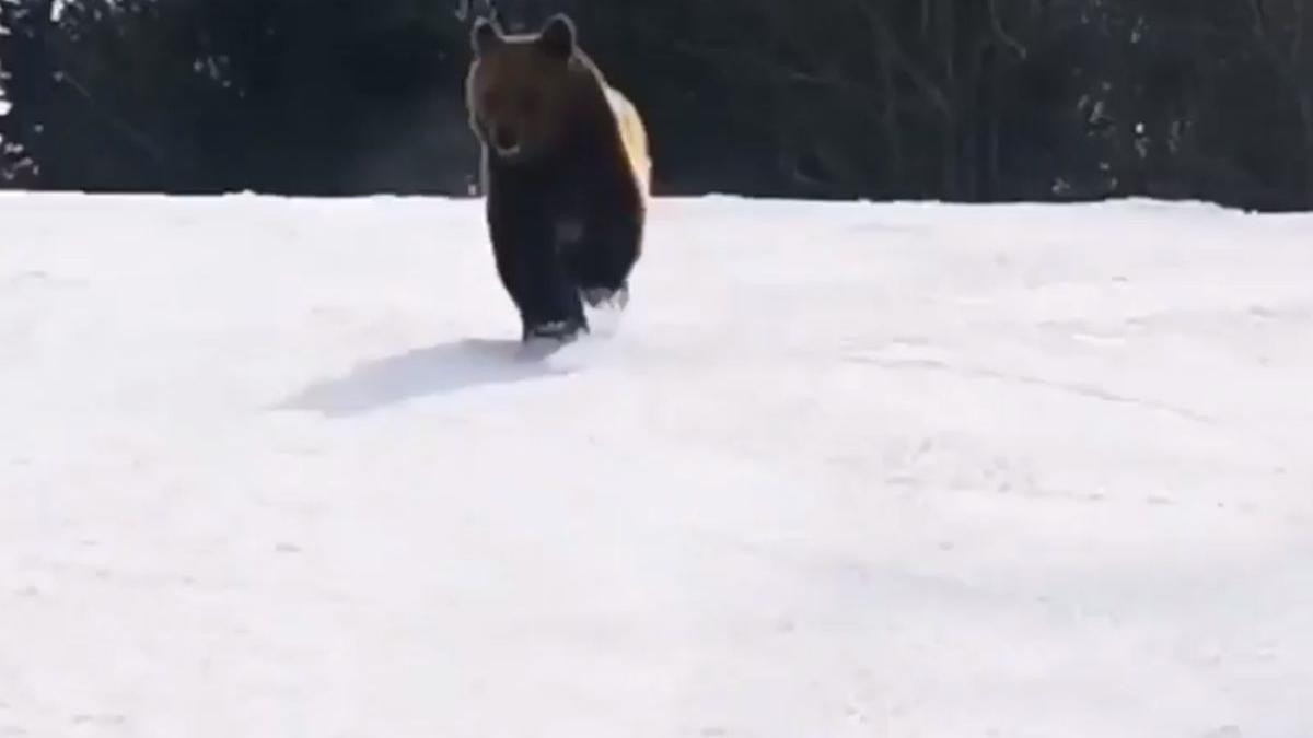 urs schior predeal partie cocosul jandarmi