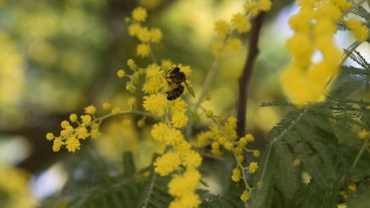 concentratii mari polen aer crestere numar infectari covid19