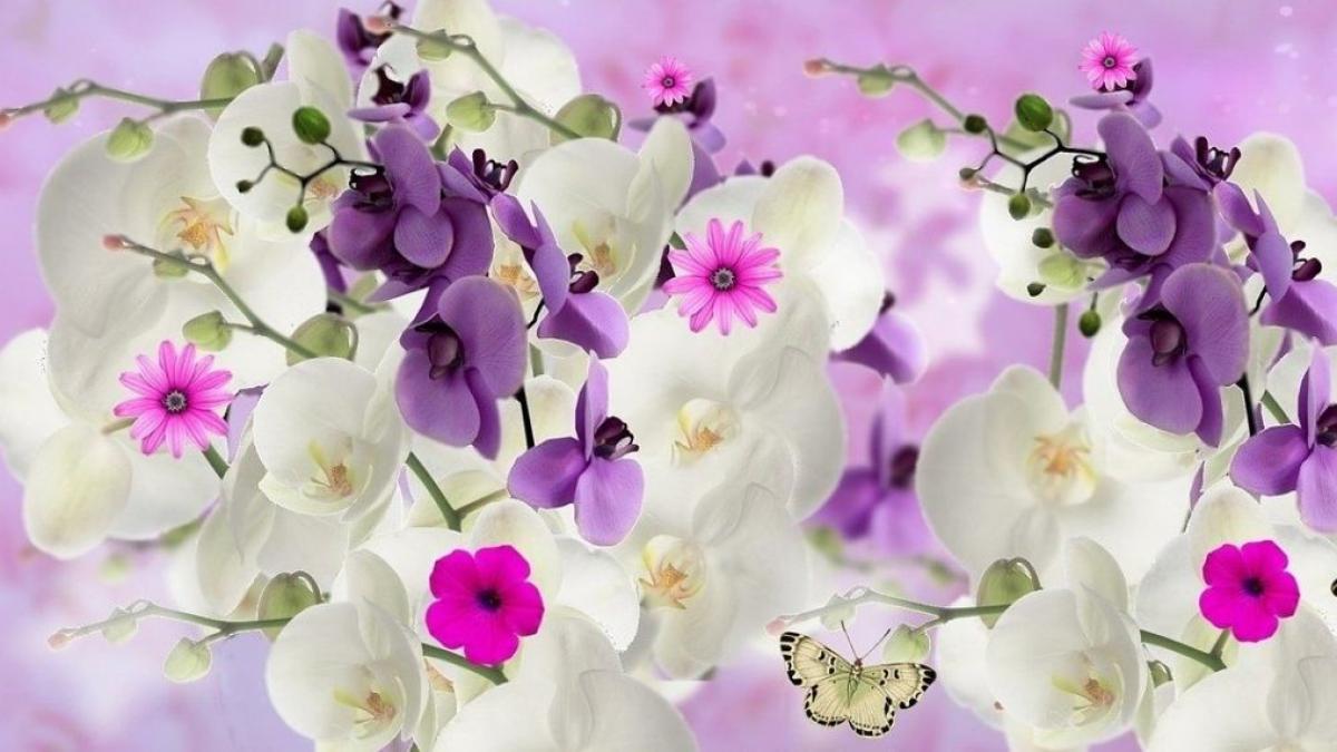 plante flori casa numai de bine